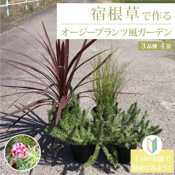 宿根草で作るオージープランツ風ガーデン・1平方メートル 生産者直送