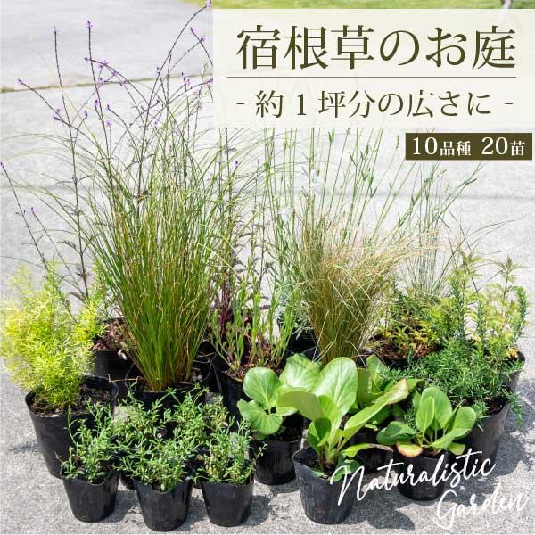 ◆ナチュラリスティックガーデン（広域タイプ：約1坪）◆毎年少しづつ大きく成長していく様子が楽しめ、植物に高低差があるので、初心者の方でも簡単にご自宅でナチュラリスティックガーデンを！◆適した環境：日向から半日陰（午前中数時間日が当たる様な場...