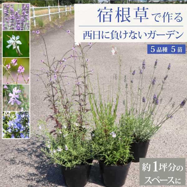 宿根草で作る西日に負けないお庭セット・1坪用 広域セット 生産者直送
