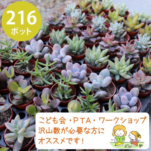 農場直送！多肉植物 ミニ苗 216個セット 1寸 (1号 3cmポット) 多肉