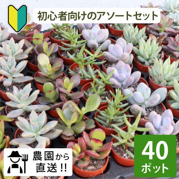 農場直送！多肉植物 ミニ苗 40個セット 1寸 (1号 3cmポット) 多肉