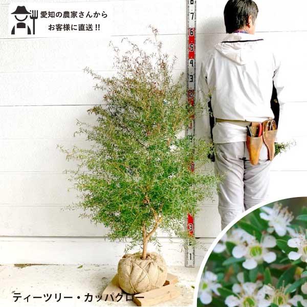 soraniwashop_teatree-black