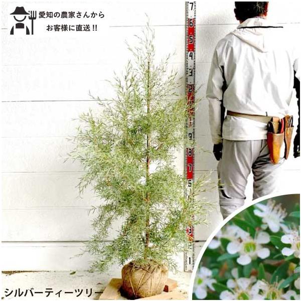soraniwashop_teatree-silver