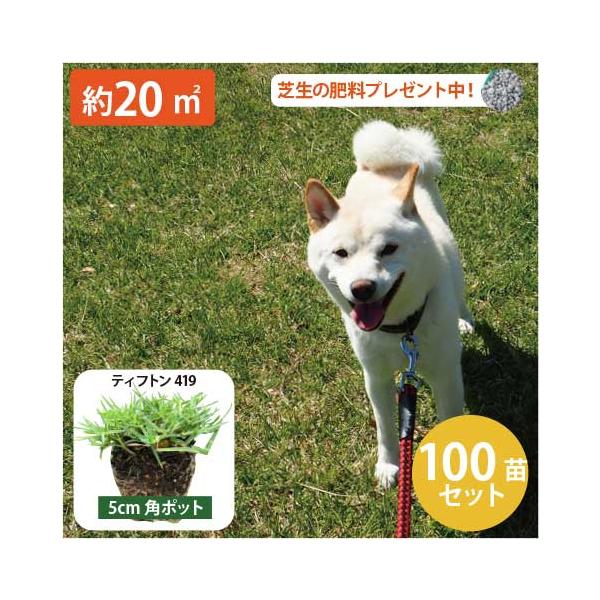 [Release date: September 14, 2020]※一日最低5時間以上の日照が必要です。※植え付けは年中可能ですが、関東以西〜中国地方(温暖地)の場合は3月末〜8月頃に植えると３か月前後で全体に行き渡りますが、9月以降に植...