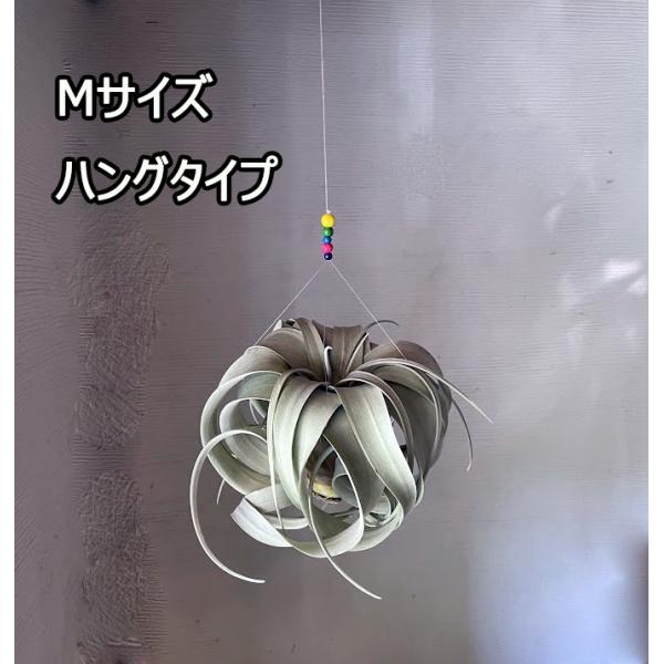 soraniwashop_tilandsia-