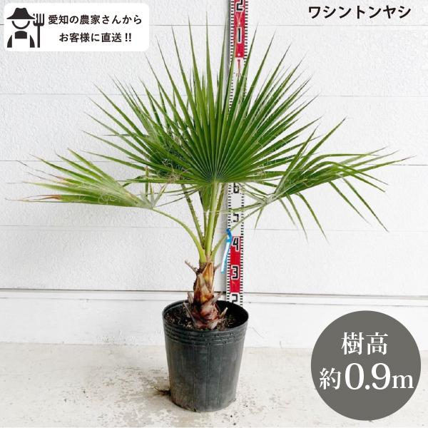 生産者直送］ワシントンヤシ 樹高約0.9m 送料無料 庭木 苗木 シンボル