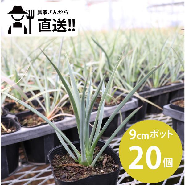 ユッカ ロストラータ 苗 20個 セット 3号 9cmポット 生産者直送 ユッカ ロストラータ 苗 20個 セット 3号 9cmポット 生産者直送