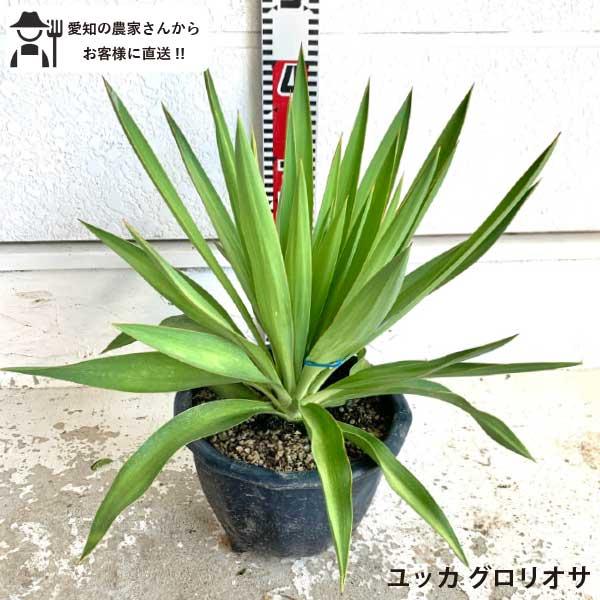 ユッカ グロリオサ バリエガータ 樹高約30cm 送料無料 人気