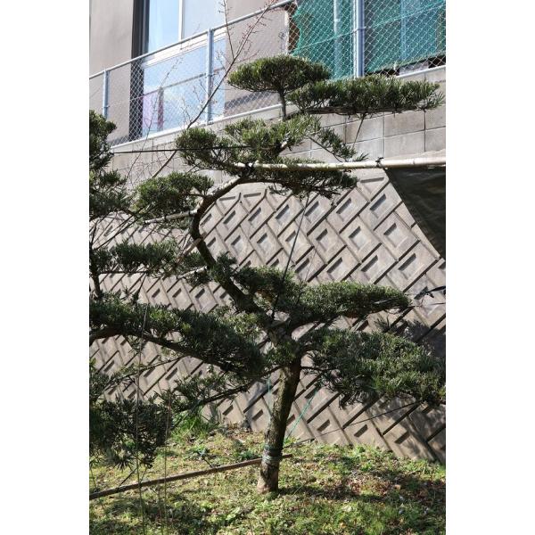 n@ꠂ̖؁@}L̖؁@炩܂@