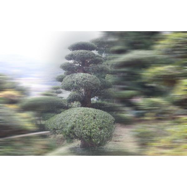 当園引き渡し 槇の木 マキの木 らかんまき 樹齢約50年以上 Buyee Buyee Japanese Proxy Service Buy From Japan Bot Online