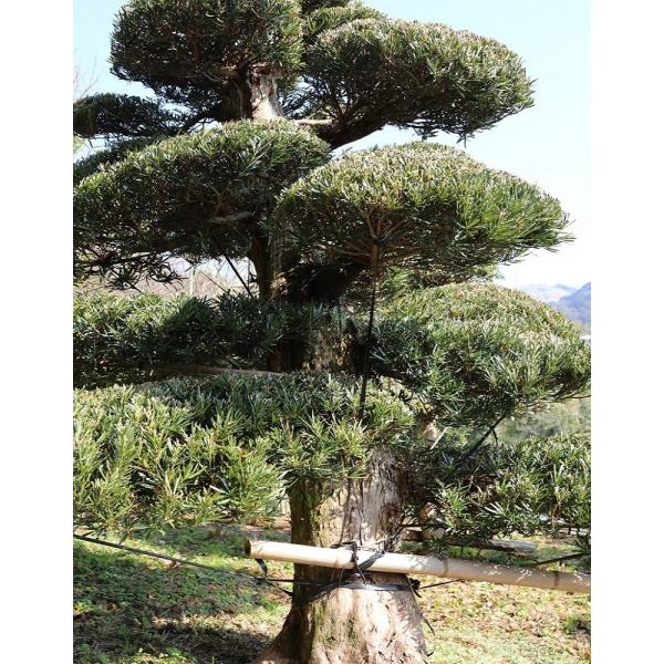 送料無料 槇の木 マキの木 らかんまき 樹齢約50年以上 :ueki-maki001:外海商店 - 通販 - Yahoo!ショッピング