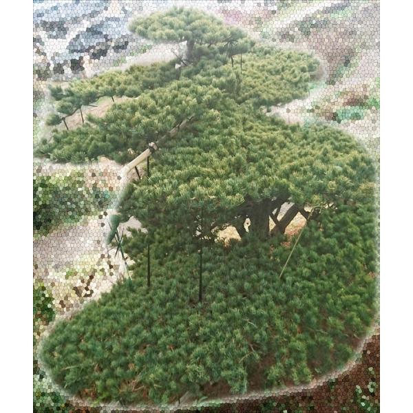 当園引き渡し 松の木 五葉松 常緑針葉樹 樹齢50年以上 : 外海 当園引き渡し 松の木 五葉松 常緑針葉樹 樹齢50年以上 : 外海