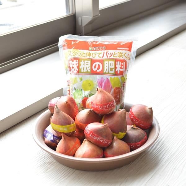 チューリップ特大球根球 球根肥料セット Buyee Buyee Japanese Proxy Service Buy From Japan Bot Online
