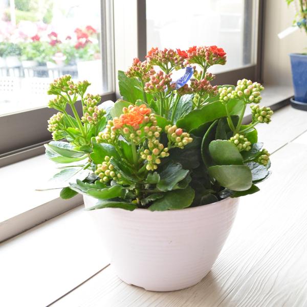 鉢花 カランコエ 八重 Mix植え 6寸 フラワーギフト 贈り物 プレゼント Buyee Buyee Japanese Proxy Service Buy From Japan Bot Online