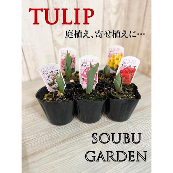 soubugarden_turip-3
