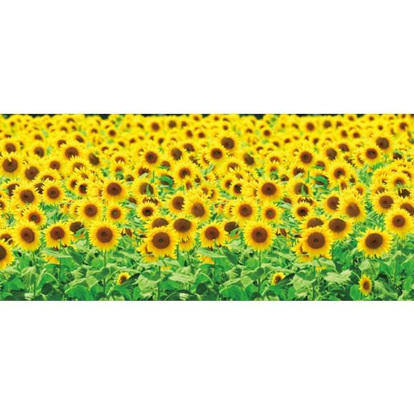 ヒマワリ 店舗装飾 ディスプレイシート ひまわり畑 写真 季節装飾 販促専門店 装飾屋 Com 通販 Yahoo ショッピング