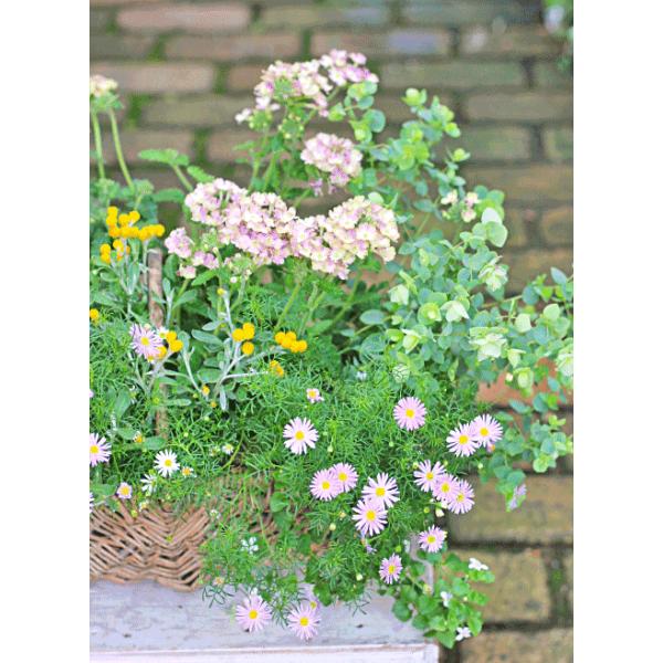 花寄せ植え おしゃれ バーベナ ヴィンテージウォッカ クリンセファラム ブラキカム シレネ ナチュラルバスケット 誕生日プレゼント 記念日 贈り物 Buyee Buyee Japanese Proxy Service Buy From Japan Bot Online