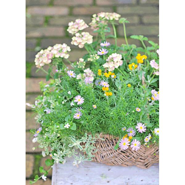 花寄せ植え おしゃれ バーベナ ヴィンテージウォッカ クリンセファラム ブラキカム シレネ ナチュラルバスケット 誕生日プレゼント 記念日 贈り物 Buyee Buyee Japanese Proxy Service Buy From Japan Bot Online