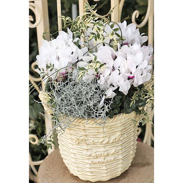 花寄せ植え おしゃれ ホワイトシクラメン カロケファルス プラチーナ ナチュラルアンティークバスケット型ポット 誕生日プレゼント Buyee Buyee 日本の通販商品 オークションの代理入札 代理購入