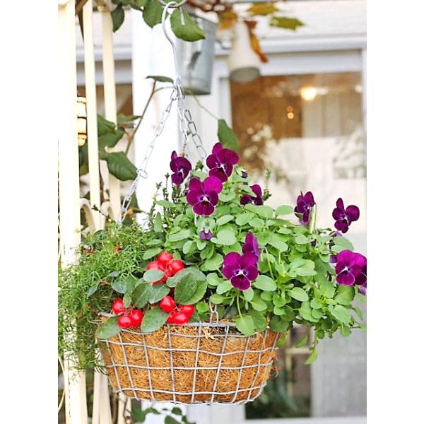 花寄せ植え おしゃれ チェッカーベリー ビオラ ブラキカム シンプルワイヤーバスケット 誕生日プレゼント Buyee Buyee Japanese Proxy Service Buy From Japan Bot Online