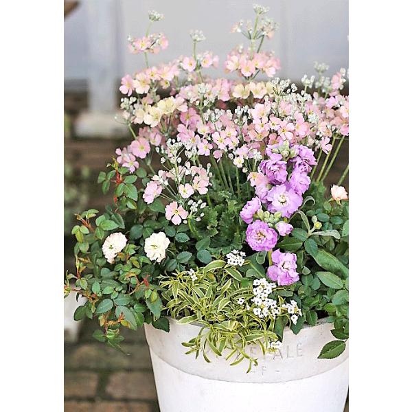 花寄せ植え おしゃれ サクラソウ ウィンティー ミニバラ グリーンアイス シンプルナチュラルテラコッタ調ポット 誕生日プレゼント Buyee Buyee 日本の通販商品 オークションの代理入札 代理購入