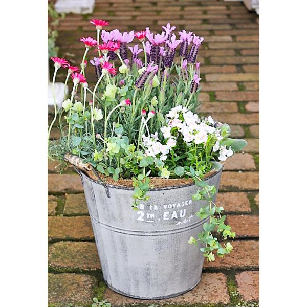 花とハーブ寄せ植え おしゃれ フレンチラベンダー ローダンセマム ネメシア ナチュラルジャンクブリキポット 誕生日プレゼント Buyee Buyee 日本の通販商品 オークションの代理入札 代理購入