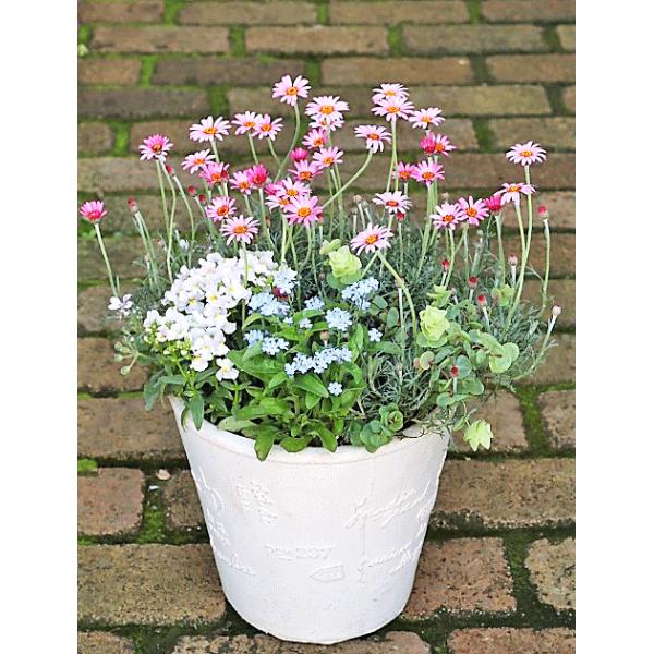 花寄せ植え おしゃれ ローダンセマム マラケッシュ ワスレナグサ モナミブルー ネメシアメーテル ナチュラルテラコッタ調鉢 誕生日プレゼント Buyee Buyee 일본 통신 판매 상품 옥션의 대리 입찰 대리 구매 서비스