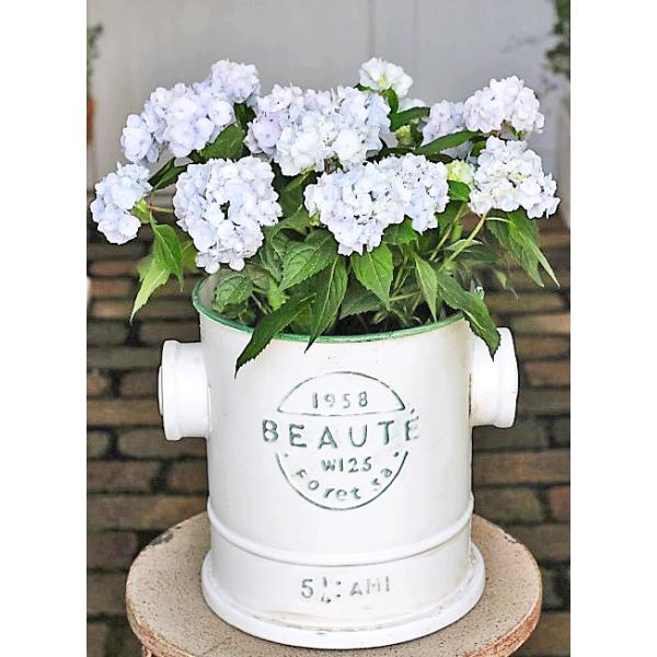 花鉢植え おしゃれ 山アジサイ伊予獅子てまり ナチュラルフレンチ風タップスタンドブリキポット 母の日誕生日プレゼント Buyee Buyee Japanese Proxy Service Buy From Japan Bot Online