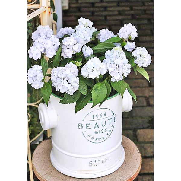 花鉢植え おしゃれ 山アジサイ伊予獅子てまり ナチュラルフレンチ風タップスタンドブリキポット 母の日誕生日プレゼント Buyee Buyee Japanese Proxy Service Buy From Japan Bot Online