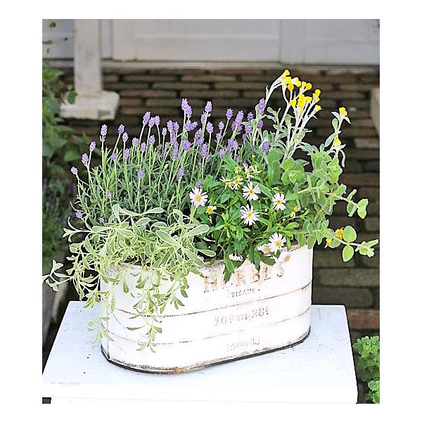 花寄せ植え おしゃれ イングリッシュラベンダー ブラキカム オレガノ バックランド ナチュラルアンティークブリキポット 母の日誕生日プレゼント Buyee Buyee Japanese Proxy Service Buy From Japan Bot Online