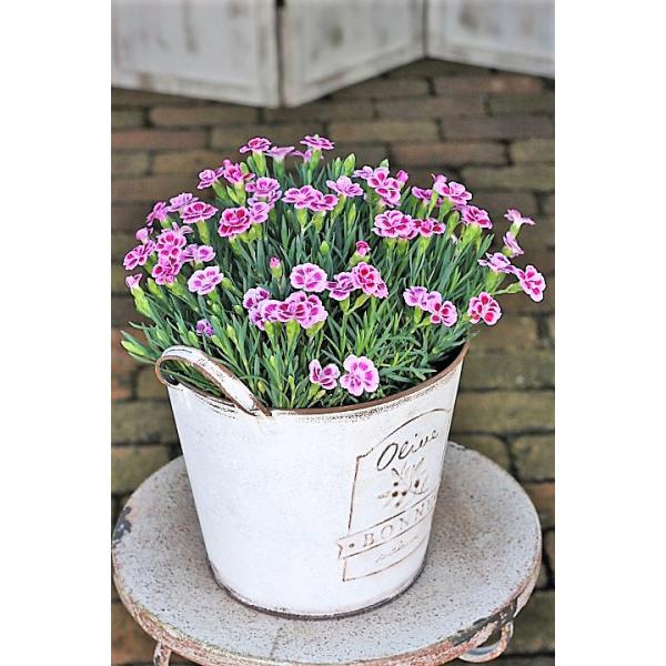 母の日 花鉢植え ダイアンサス ピンクのキッス アンティーク調ブリキポットwhite 誕生日プレゼント Buyee Buyee Japanese Proxy Service Buy From Japan Bot Online
