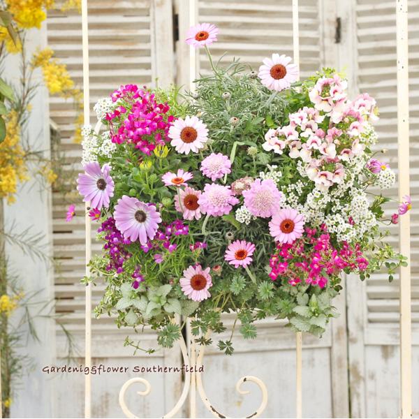 southernfield01_ha-190