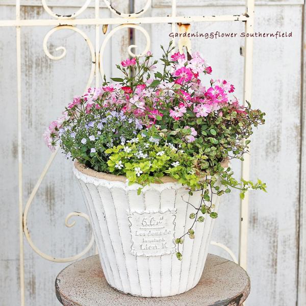 母の日 予約販売 ミニバラ 季節の花 寄せ植え アンティークテラコッタ調 フロタントサークルポット プレゼント ギフト Ha 270 サザンフィールド Gardeningshop 通販 Yahoo ショッピング