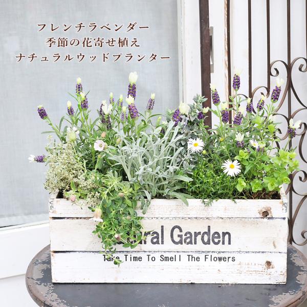 現品販売 フレンチラベンダー＆季節の花 寄せ植え ナチュラル ウッドプランター W40cm×H35cm 庭 ガーデニング