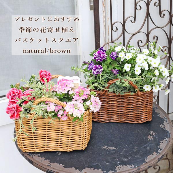 季節の花 寄せ植え おまかせ バスケット スクエア natural/brown おしゃれ 母の日 プレゼント ギフト
