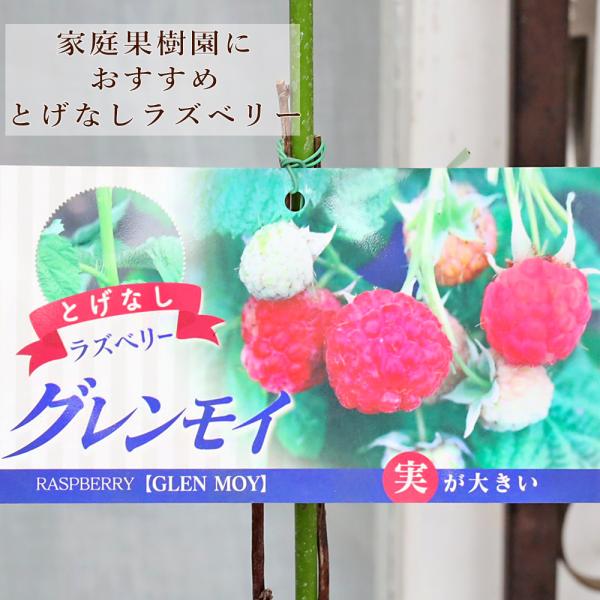 果樹苗木 大実 ラズベリー グレンモイ 6号 高さ60cm とげなし 栄養豊富 家庭栽園 果物 実がなる 収穫 庭 鉢植え