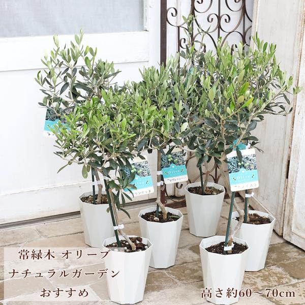 現品販売 常緑樹 オリーブ ブランケッタ レッチーノ レクーレ クライスト フラントイオ ルッカ シプレッシーノ 4.5号 庭木 ナチュラルガーデン