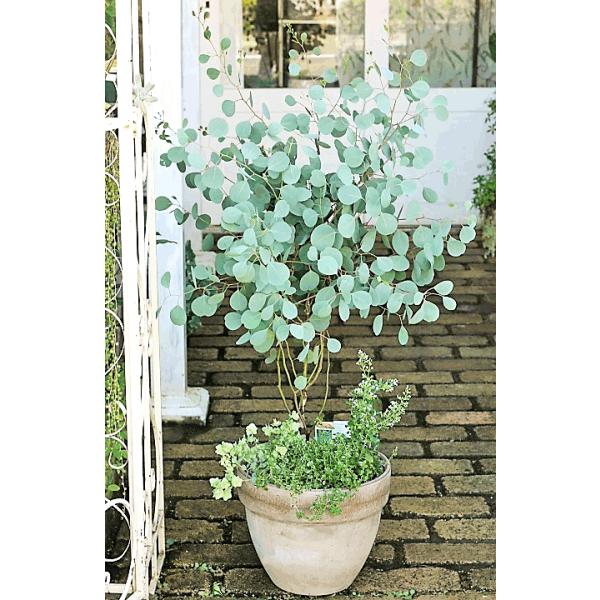 ユーカリとハーブ鉢植え ユーカリ ポポラス カラミンサ タイム ナチュラルテラコッタ1cm 開店祝い新築祝い Fakfakkab Go Id