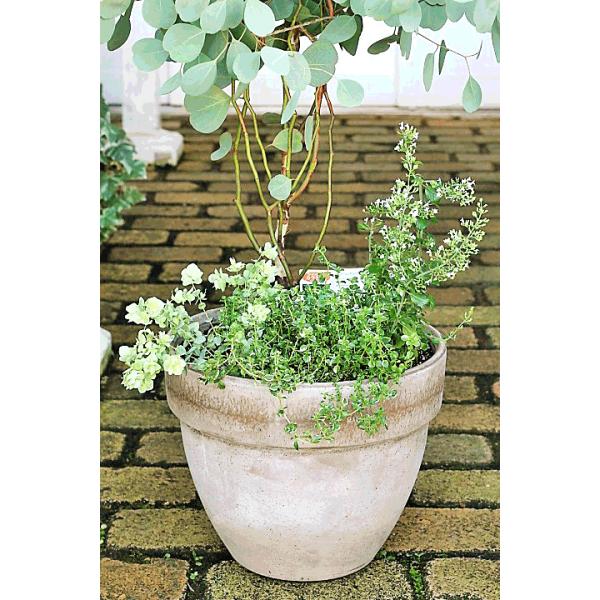 ユーカリとハーブ鉢植え ユーカリ ポポラス カラミンサ タイム ナチュラルテラコッタ1cm 開店祝い新築祝い Fakfakkab Go Id