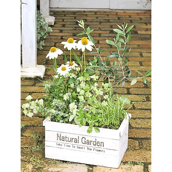 オリーブとハーブ寄せ植え オリーブ ルッカ エキナセア ローズマリー ナチュラルアンティーク木製プランター 開店祝い新築祝い Buyee Buyee 日本の通販商品 オークションの代理入札 代理購入