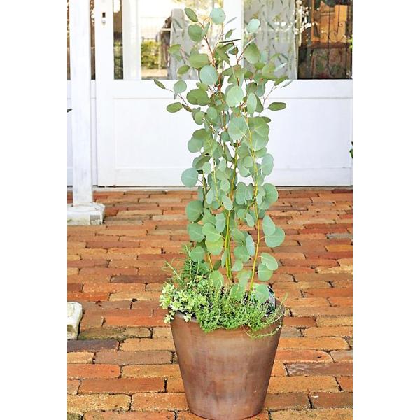 ユーカリとハーブ鉢植え ユーカリ ポポラス ローズマリー オレガノ ペリシモ ナチュラルテラコッタ100cm 開店祝い新築祝い Buyee Buyee 日本の通販商品 オークションの代理入札 代理購入