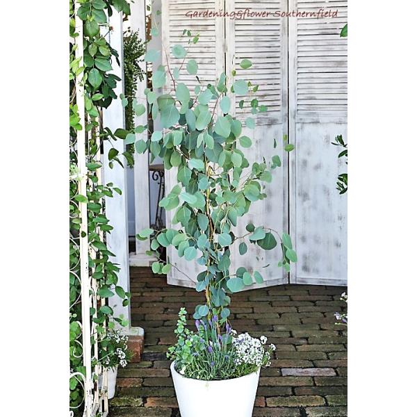 ユーカリとハーブ鉢植え ユーカリ ポポラス イングリッシュラベンダー シレネ ユニフローラ シンプルナチュラルポット150cm 開店祝い新築祝い Buyee Buyee 日本の通販商品 オークションの代理入札 代理購入