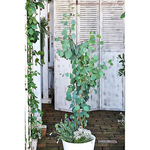 ユーカリとハーブ鉢植え ユーカリ ポポラス イングリッシュラベンダー シレネ ユニフローラ シンプルナチュラルポット150cm 開店祝い新築祝い Buyee Buyee 日本の通販商品 オークションの入札サポート 購入サポートサービス