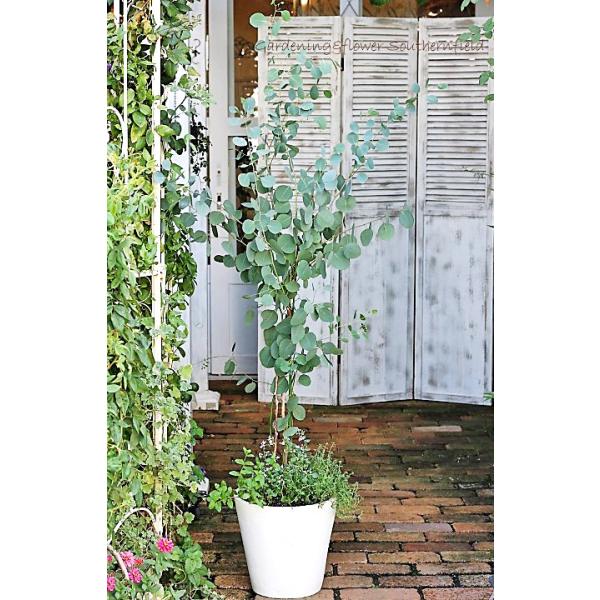 ユーカリとハーブ鉢植え ユーカリ ポポラス カラミンサ タイム シンプルナチュラルポット165cm 開店祝い新築祝い Winestyles Jp