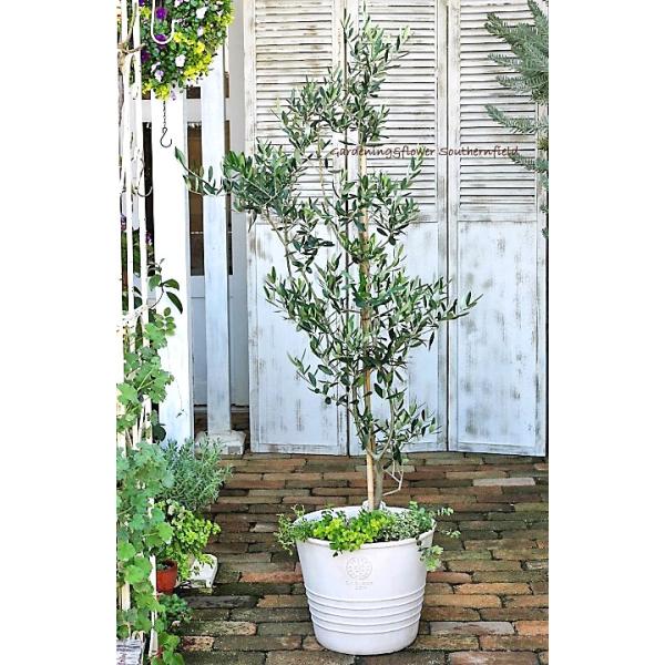 オリーブとハーブ鉢植え オリーブ ルッカ オレガノ ミルフィーユ ワイルドマジョラム テラコッタ調ナチュラルポットwhite170cm 開店祝い新築祝い Hb 135 サザンフィールド Gardeningshop 通販 Yahoo ショッピング