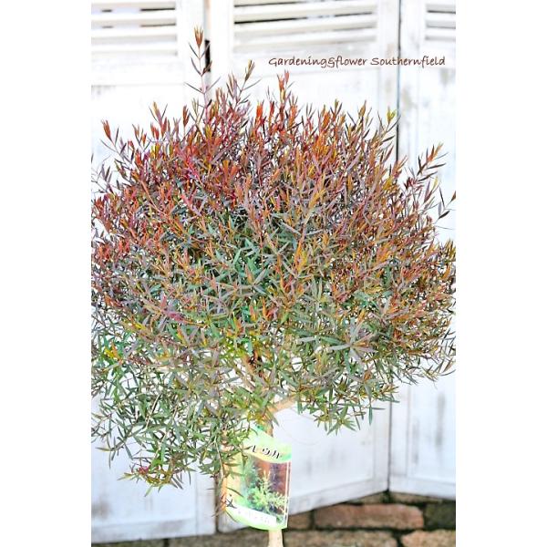 メラレウカとハーブ鉢植え メラレウカ レッドジェム ハーブゼラニウム オレガノケントビューティー トピアリー仕立てアンティークポット 開店祝い新築祝い Erhamah Com