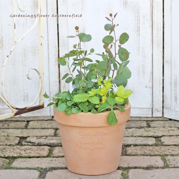ユーカリポポラス おまかせハーブ寄せ植え ナチュラルアンティーク調テラコッタmサイズ ギフト プレゼント 新築 お祝い Hb 1 サザンフィールド Gardeningshop 通販 Yahoo ショッピング