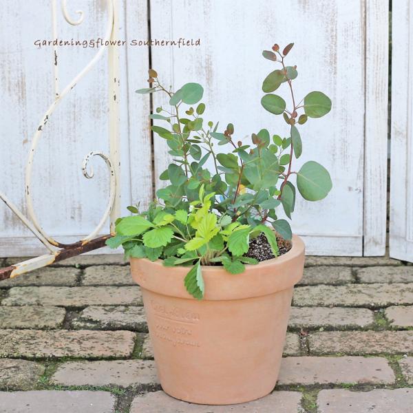 ユーカリポポラス おまかせハーブ寄せ植え ナチュラルアンティーク調テラコッタmサイズ ギフト プレゼント 新築 お祝い Hb 1 サザンフィールド Gardeningshop 通販 Yahoo ショッピング