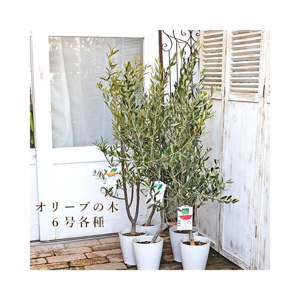 ハーブ寄せ植え キッチンハーブおまかせアソート ナチュラルアンティーク調バスケット 開店祝い 新築祝い 誕生日プレゼント Buyee Buyee 日本の通販商品 オークションの代理入札 代理購入