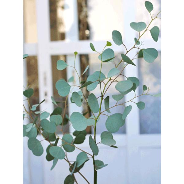 ハーブと花寄せ植え ユーカリ ポポラス タイム ワイルドストロベリー ナチュラルアンティーク調テラコッタ160cm 開店御祝 新築祝い シンボルツリー Buyee Buyee Japanese Proxy Service Buy From Japan Bot Online